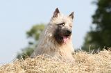 BOUVIER DES ARDENNES 001